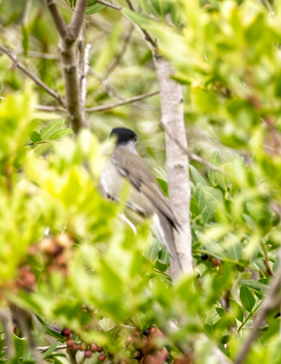 Kara Başlı Ötleğen - ML643177503