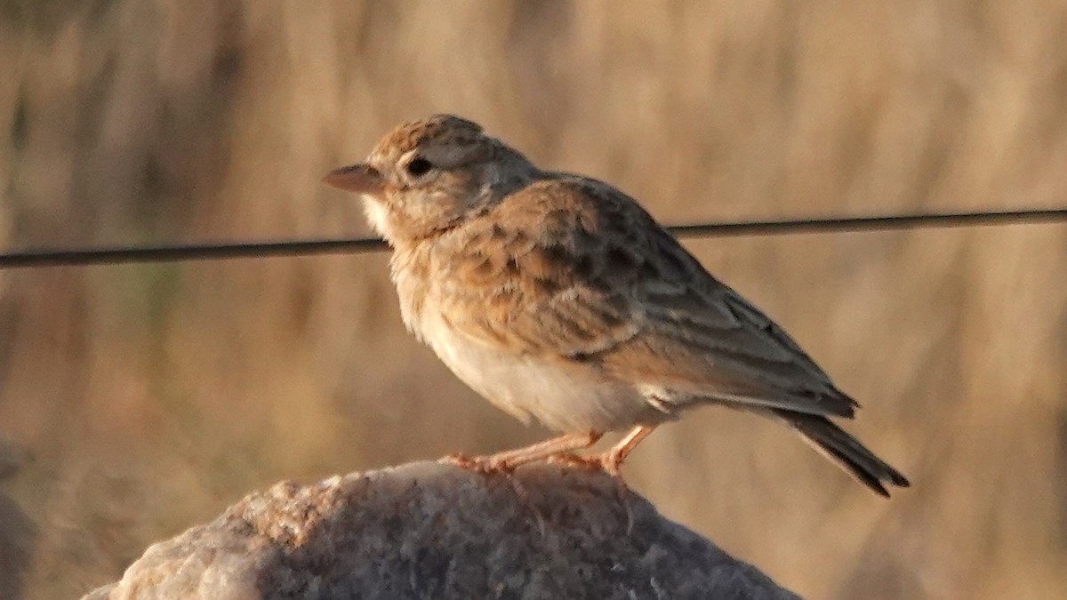 Stark's Lark - ML643177510