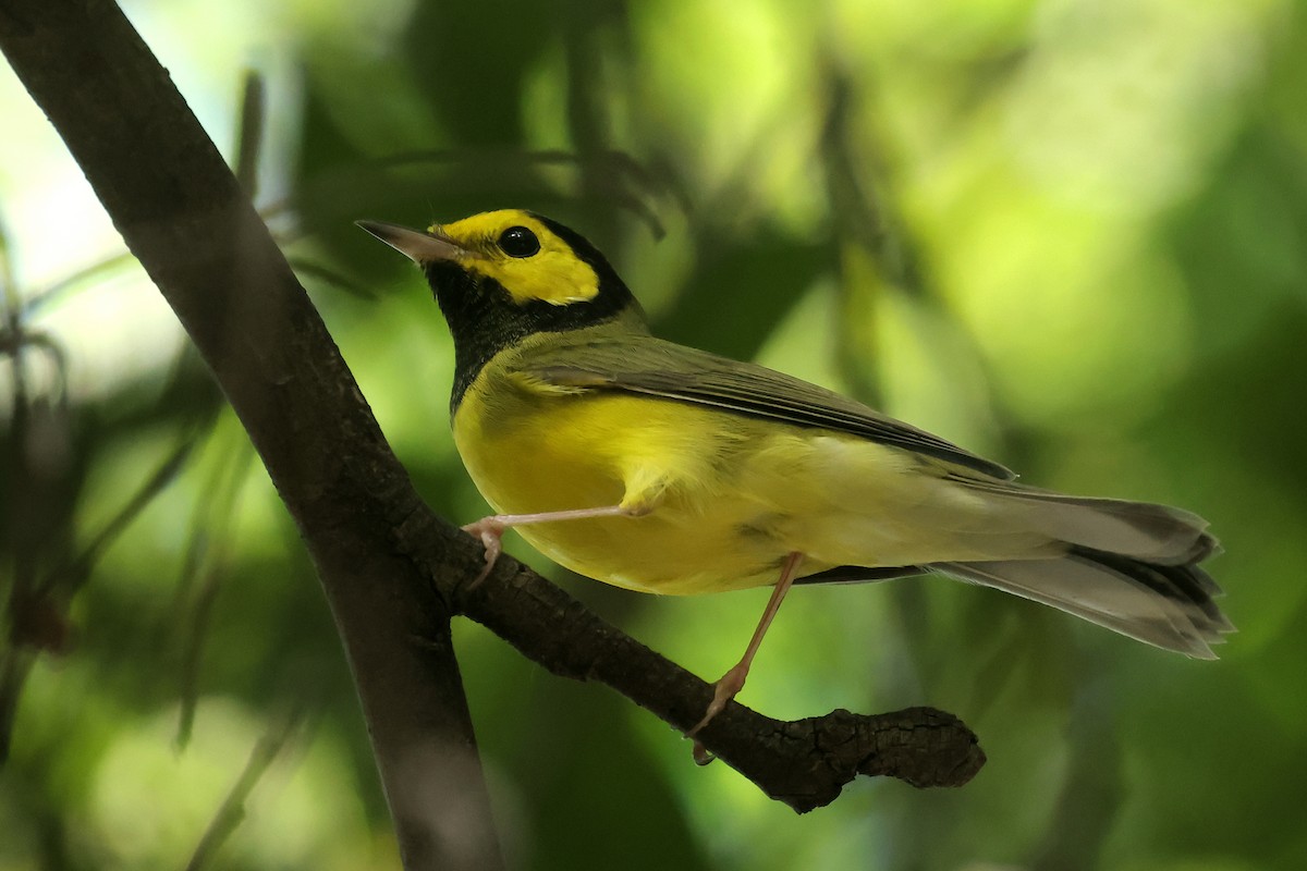 hetteparula - ML643177524