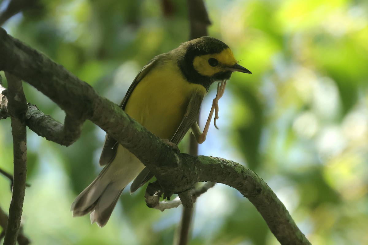 hetteparula - ML643177525