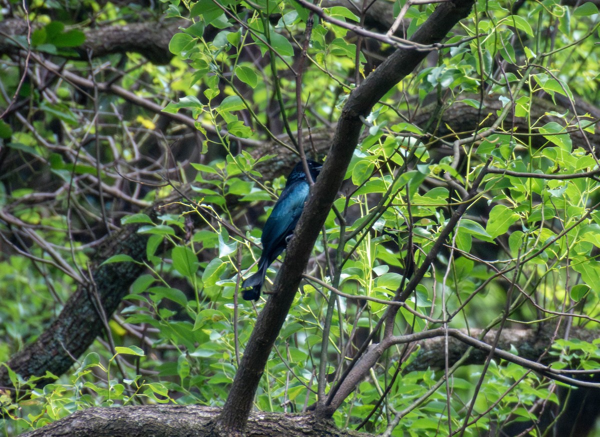 hårdrongo - ML643177549