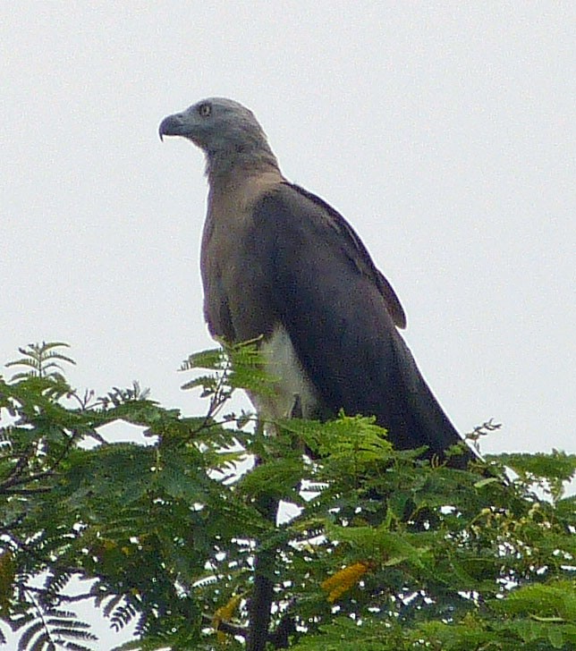båndelveørn - ML643177556