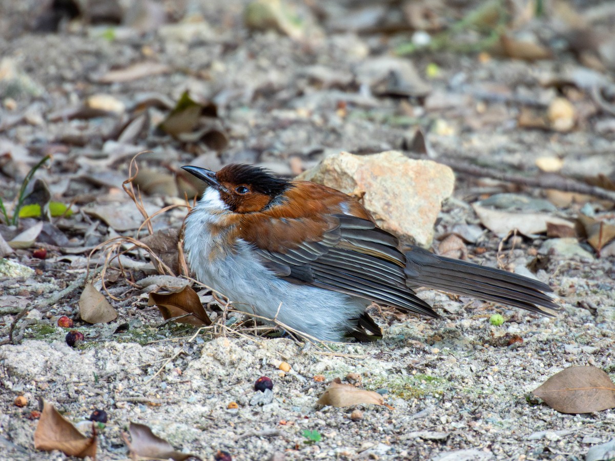 Chestnut Bulbul - ML643177557