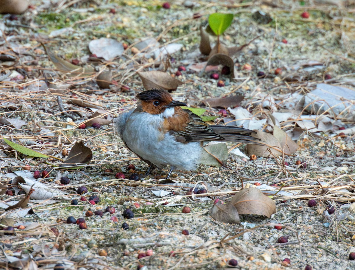 Chestnut Bulbul - ML643177558