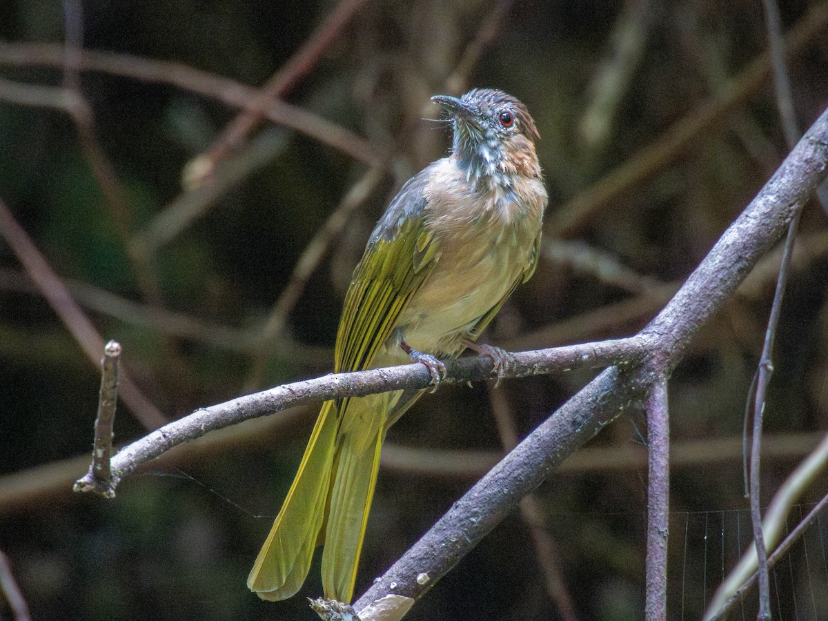 Mountain Bulbul - ML643177560
