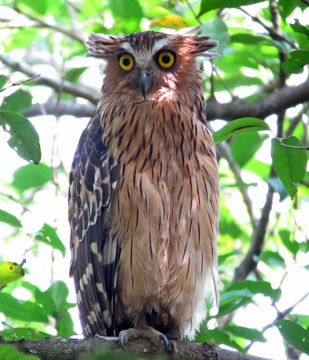Buffy Fish-Owl - ML643177562