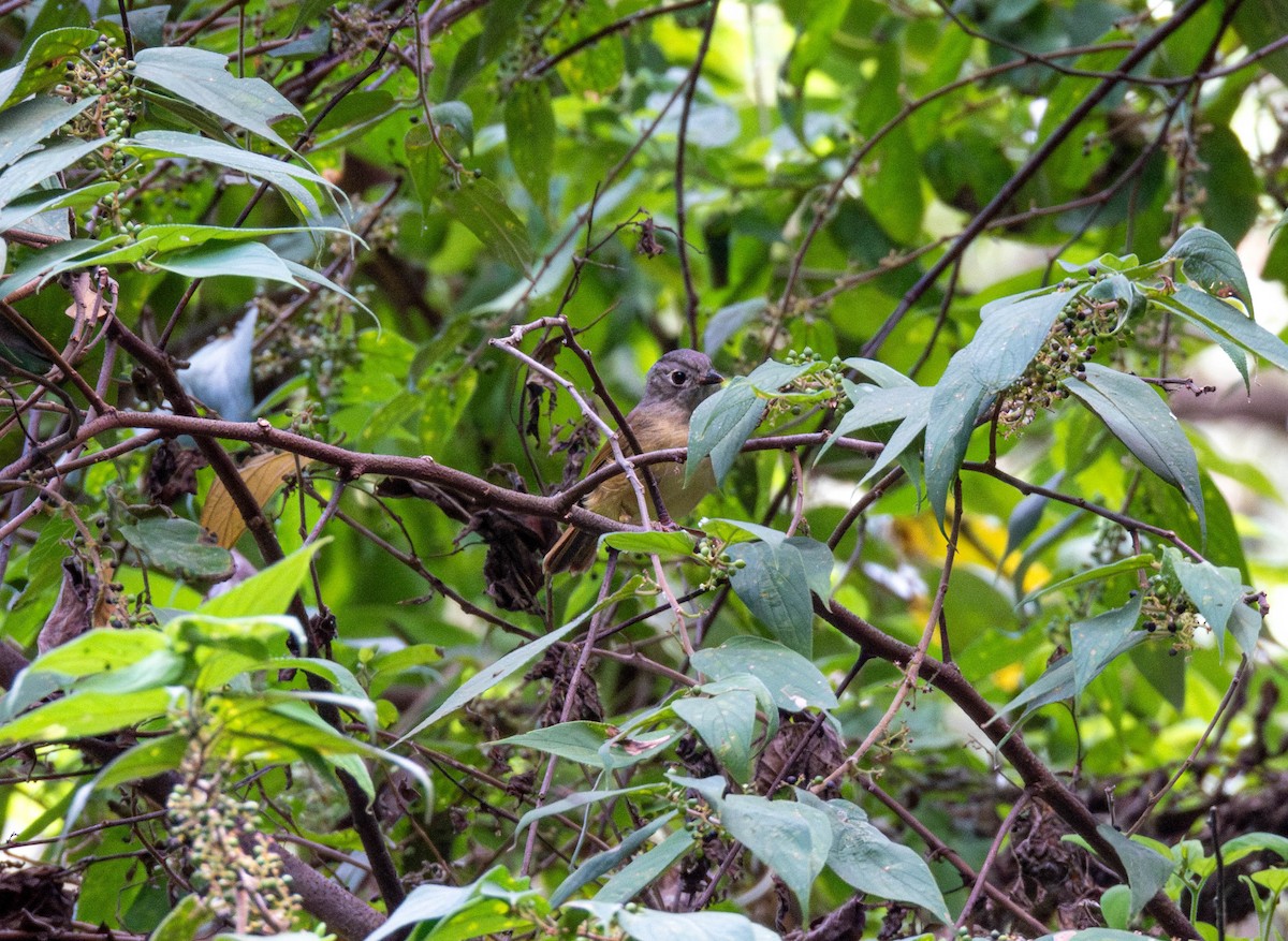 Huet's Fulvetta - ML643177566