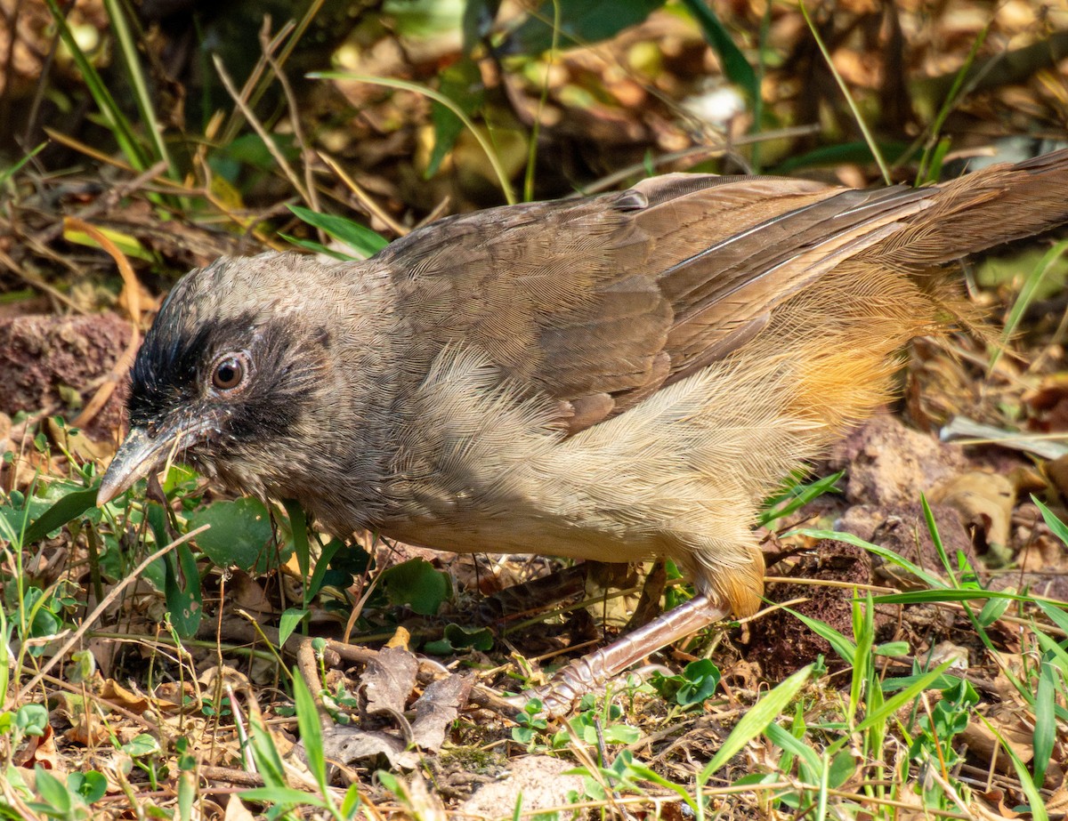 Masked Laughingthrush - ML643177577
