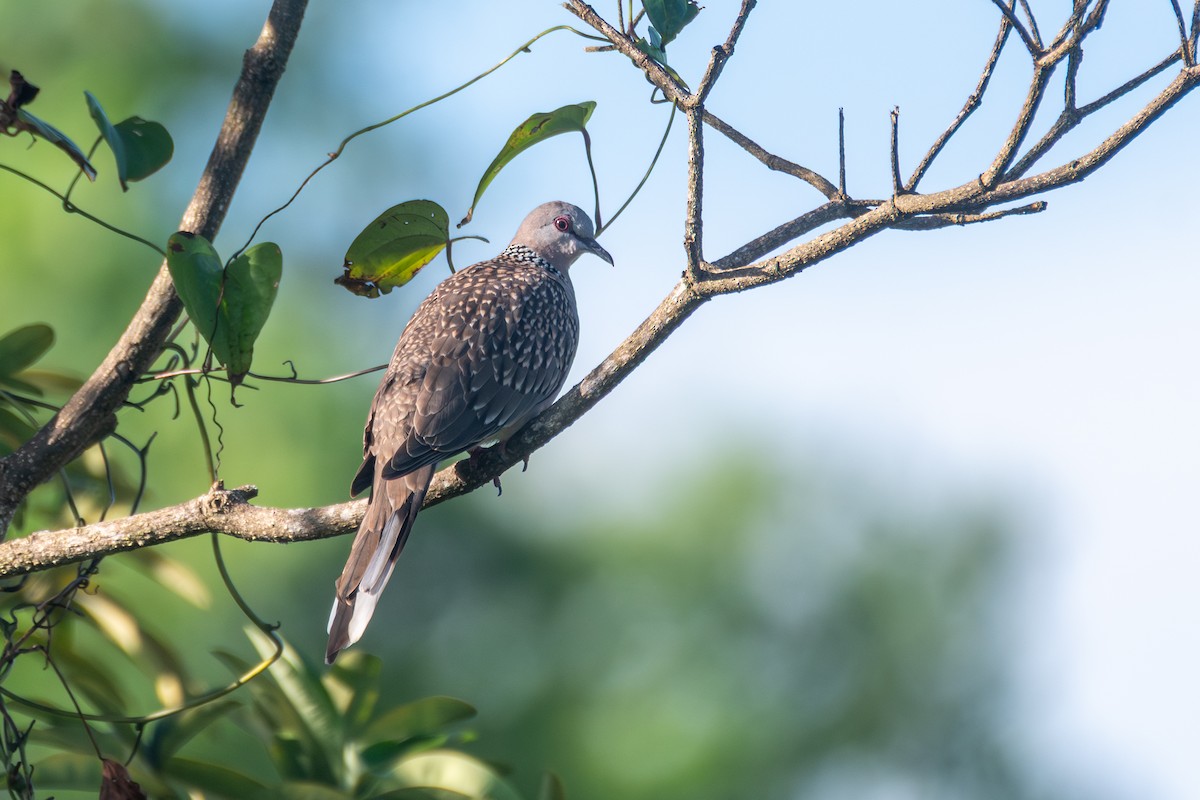 Spotted Dove - ML643177593