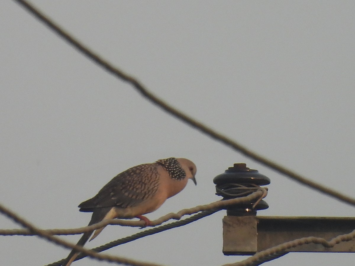 Spotted Dove - ML643177594