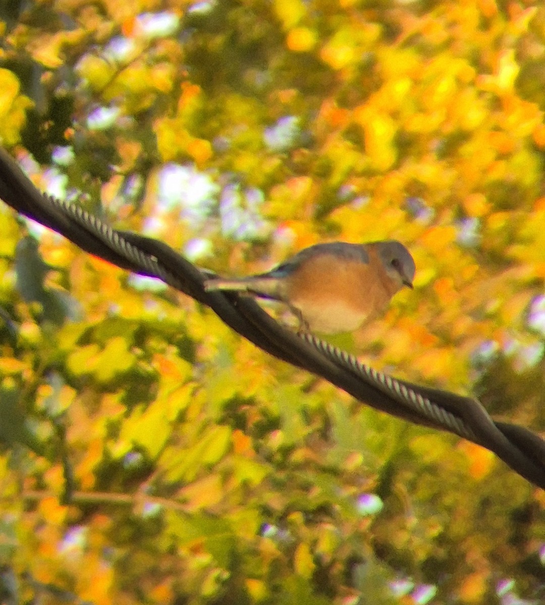 Eastern Bluebird - ML643177595