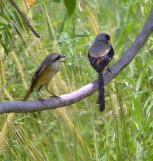 Long-tailed Shrike - ML643177598