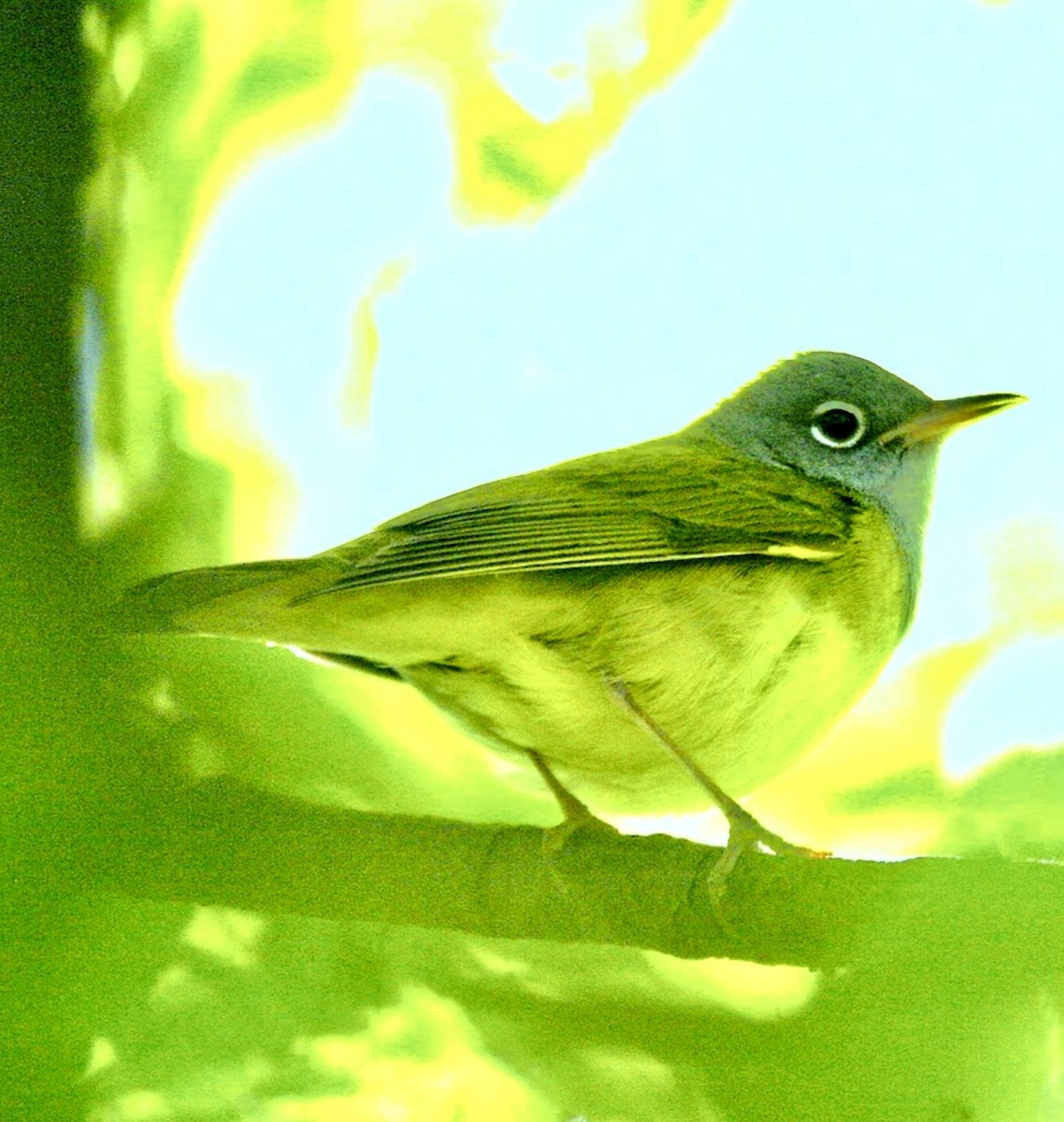 Connecticut Warbler - ML643177600