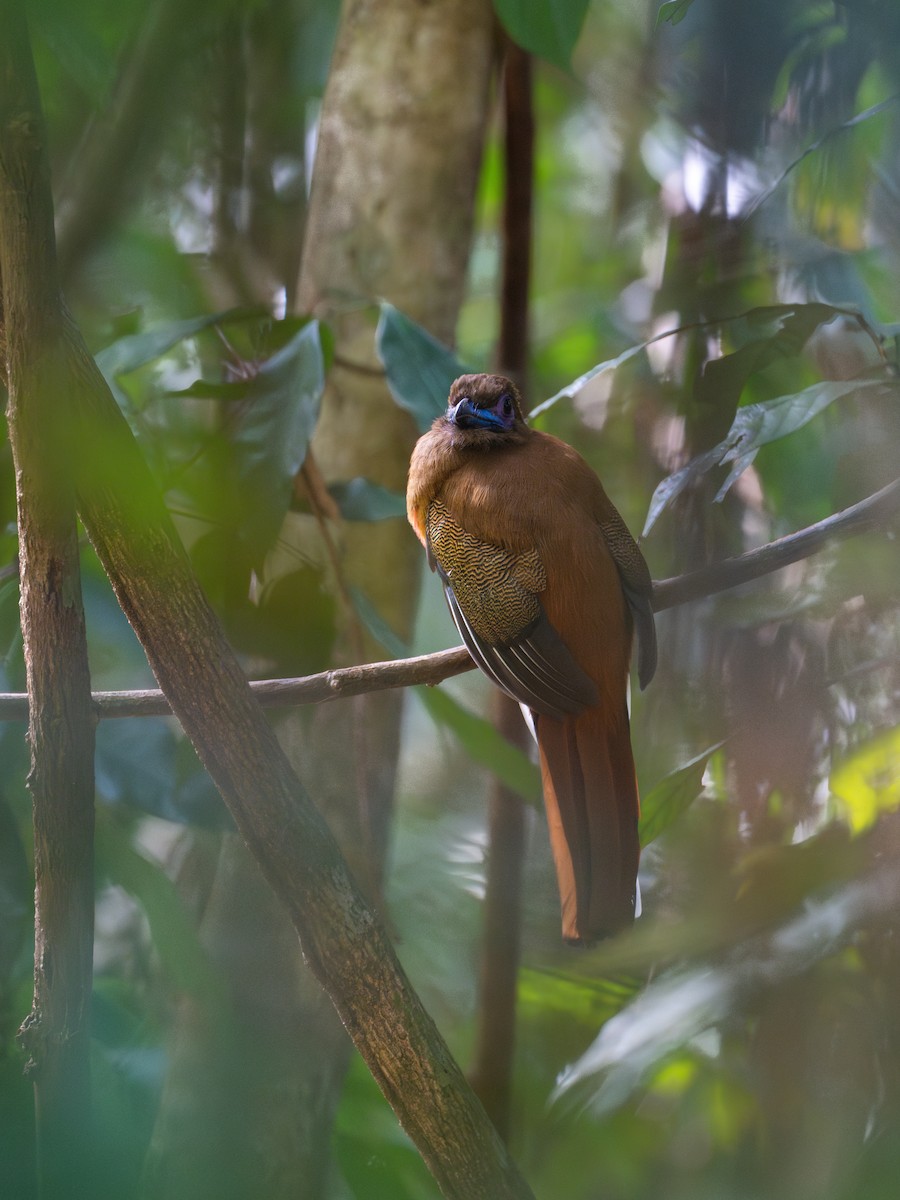 Diard's Trogon - ML643177611