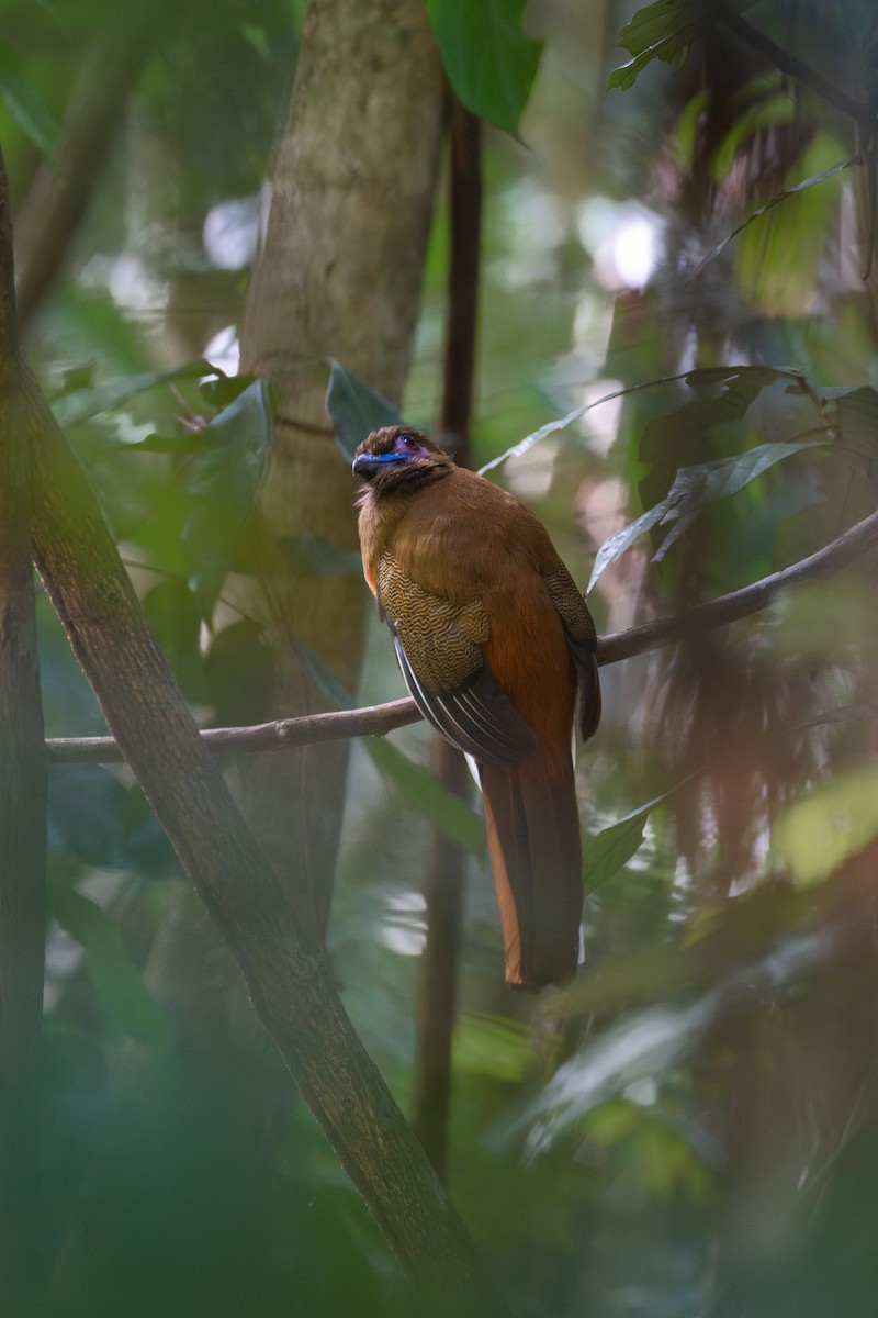 Diard's Trogon - ML643177616