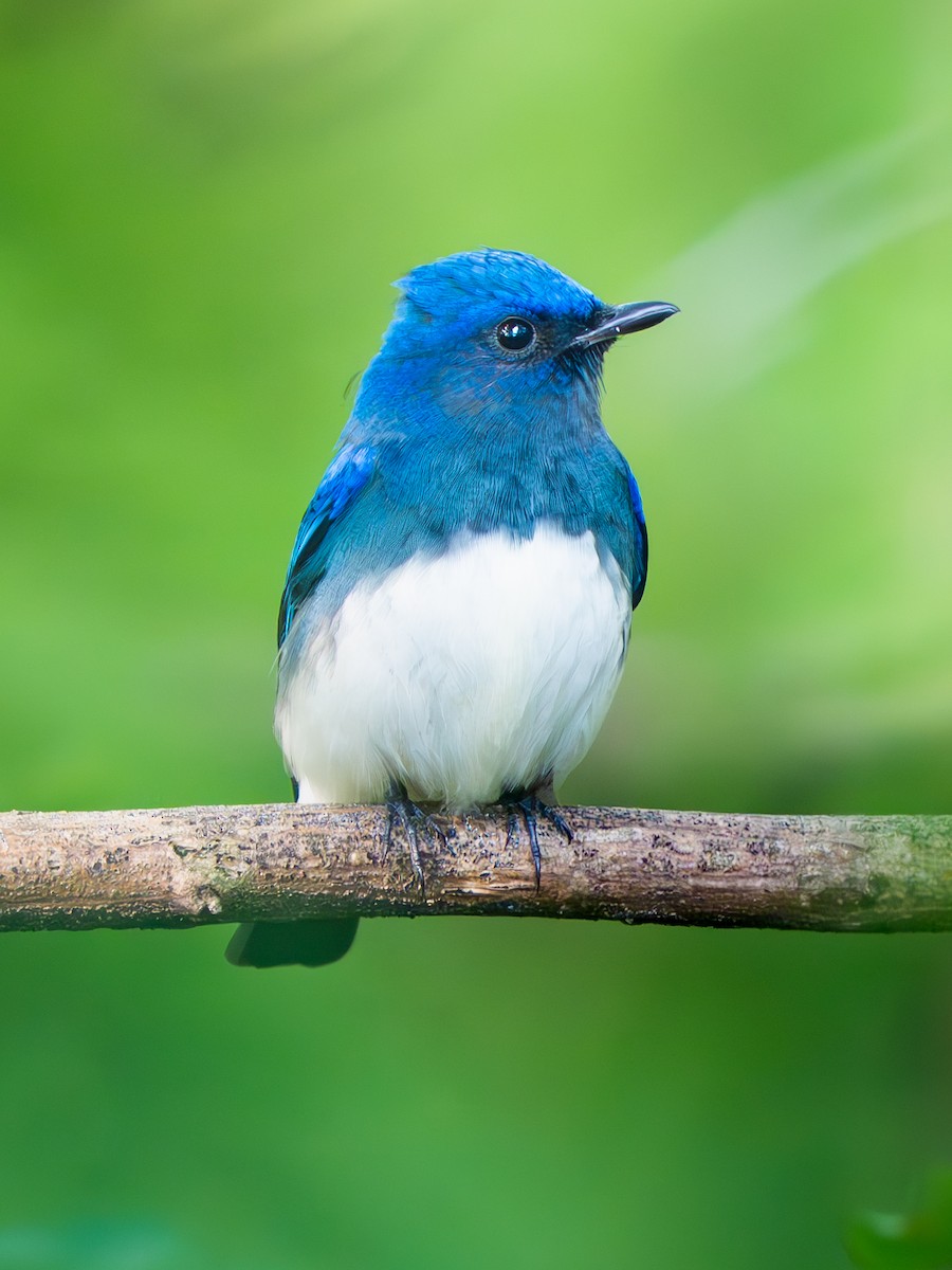 Blue-and-white Flycatcher - ML643177620