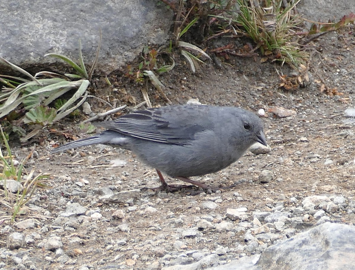 Plumbeous Sierra Finch - ML643177626