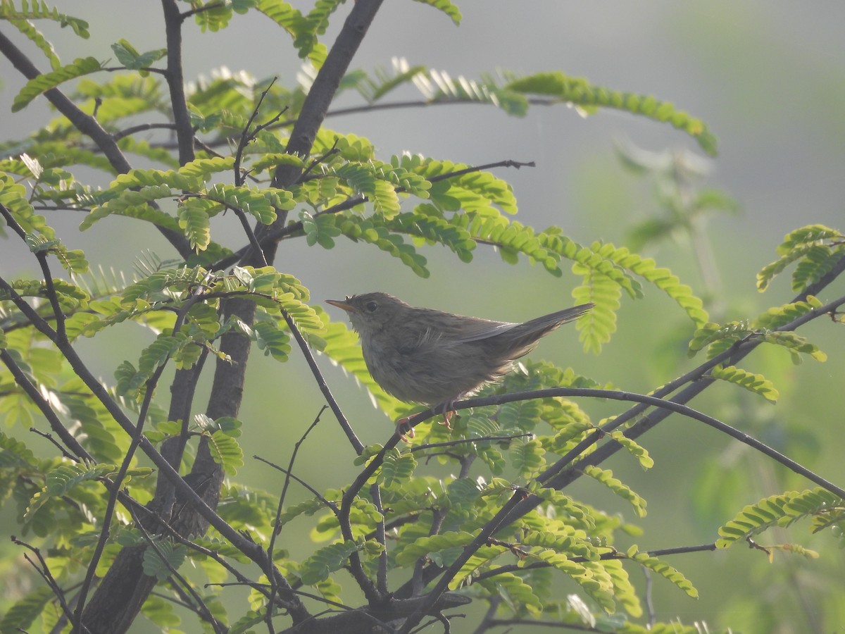 Common Grasshopper Warbler - ML643177627