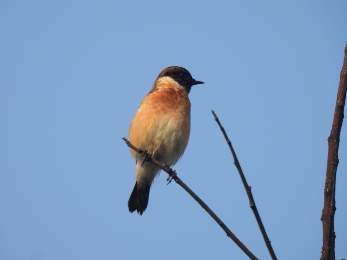 Siberian Stonechat - ML643177628