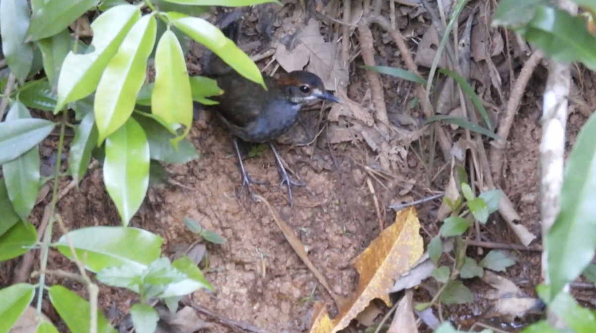 Rufous-capped Antthrush - ML643177629