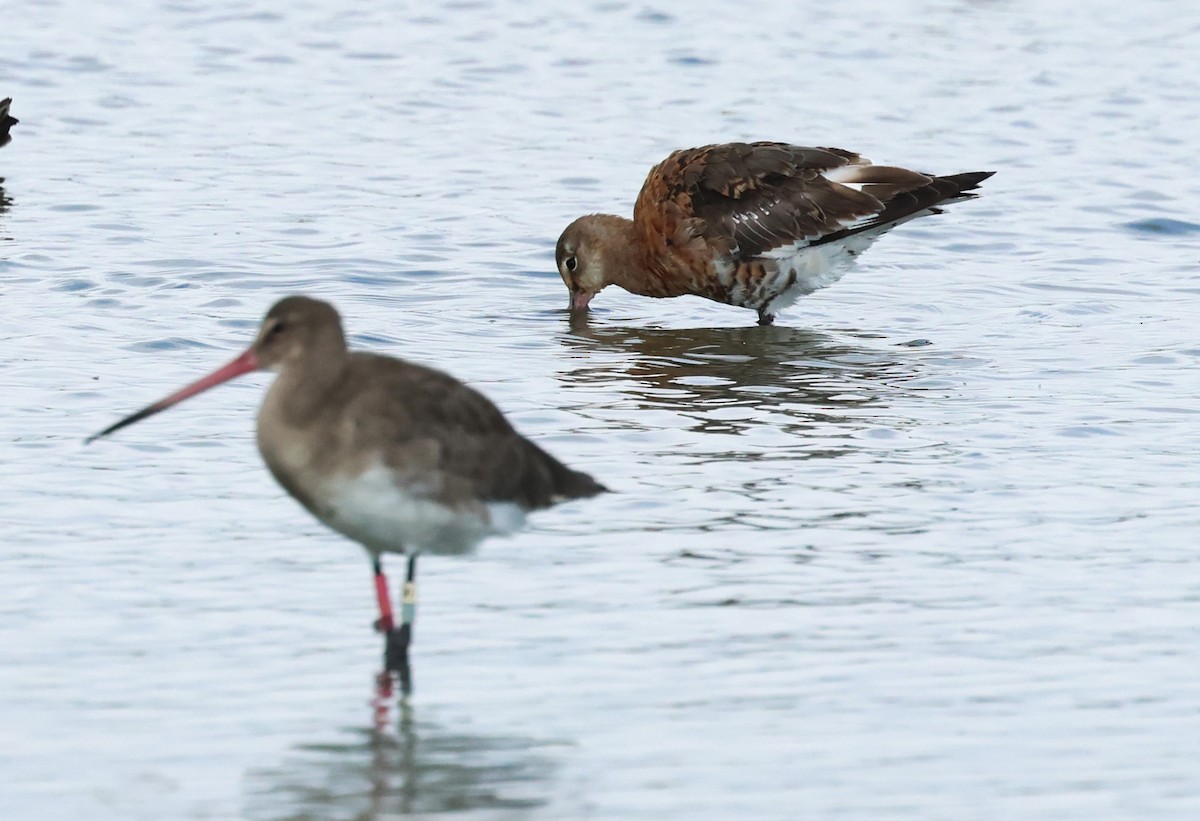 Black-tailed Godwit (European) - ML643177639