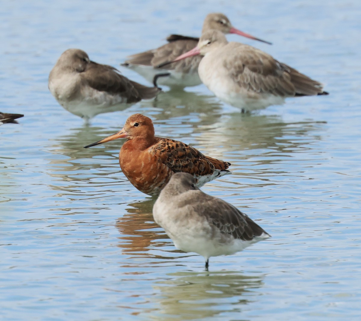 Black-tailed Godwit (European) - ML643177640