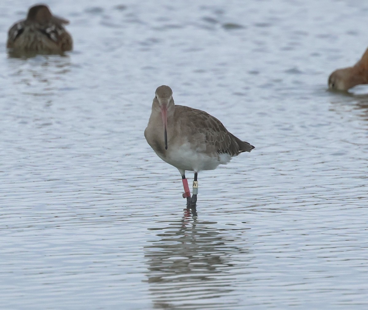Black-tailed Godwit (European) - ML643177641