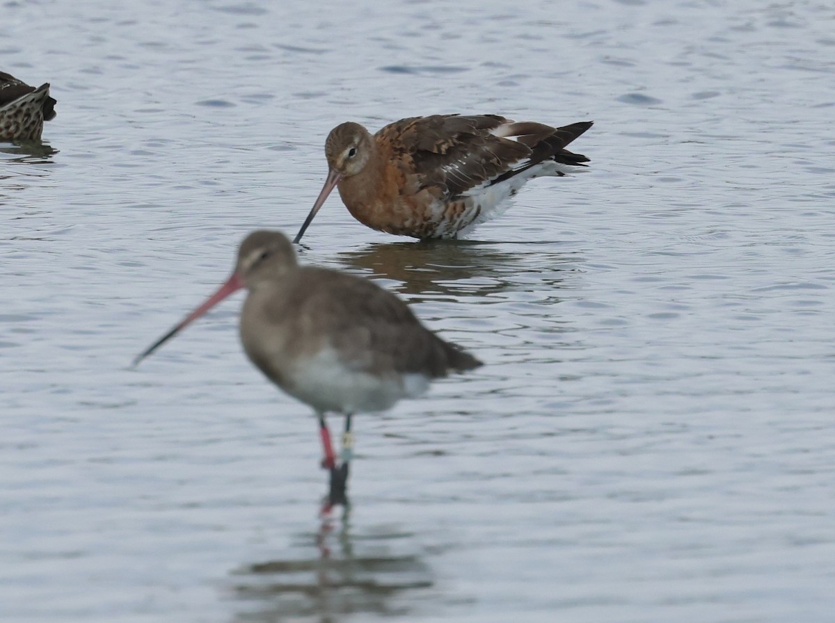 Black-tailed Godwit (European) - ML643177642