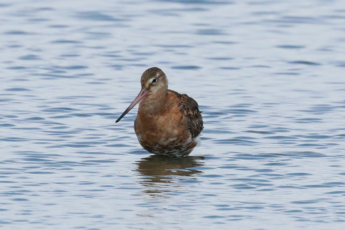 Black-tailed Godwit (European) - ML643177643