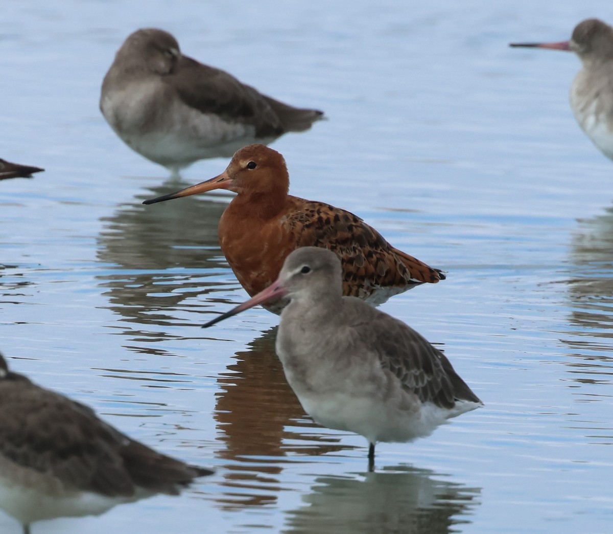 Black-tailed Godwit (European) - ML643177644