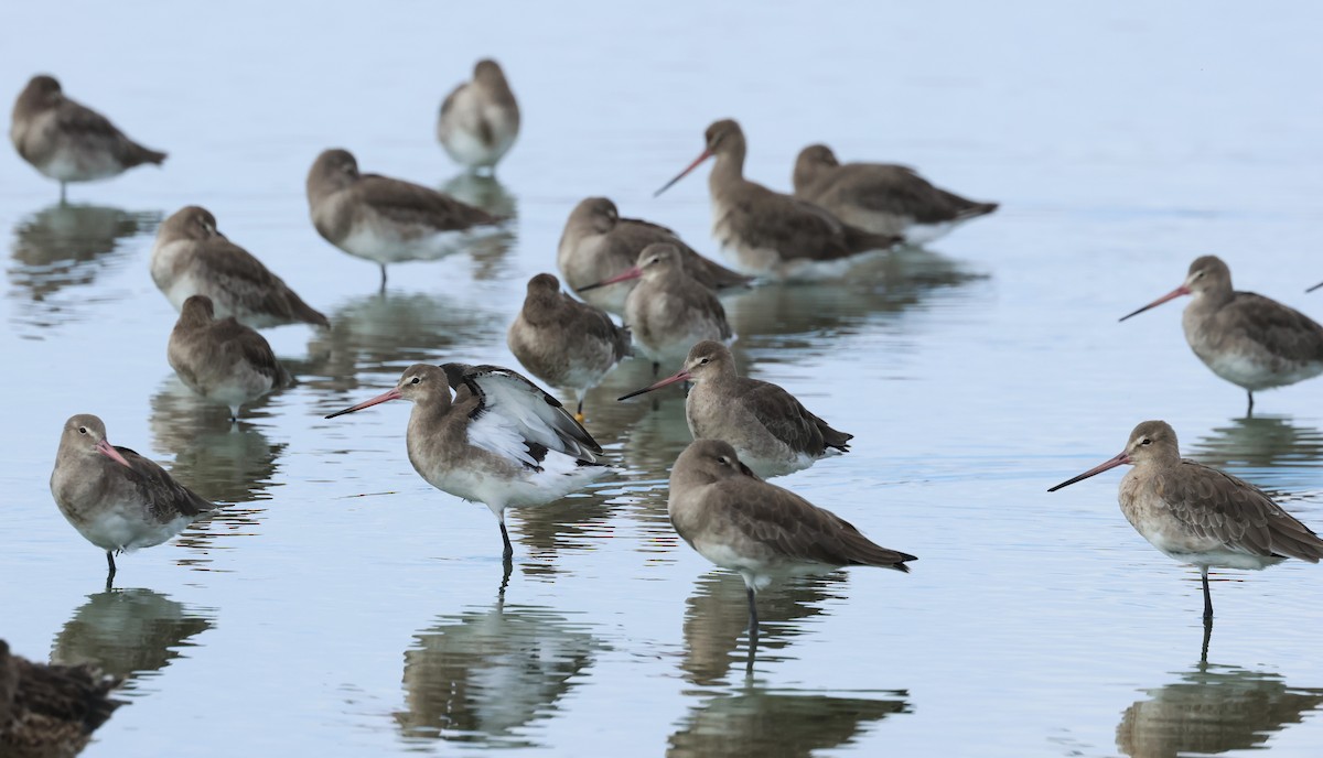 Black-tailed Godwit (European) - ML643177645