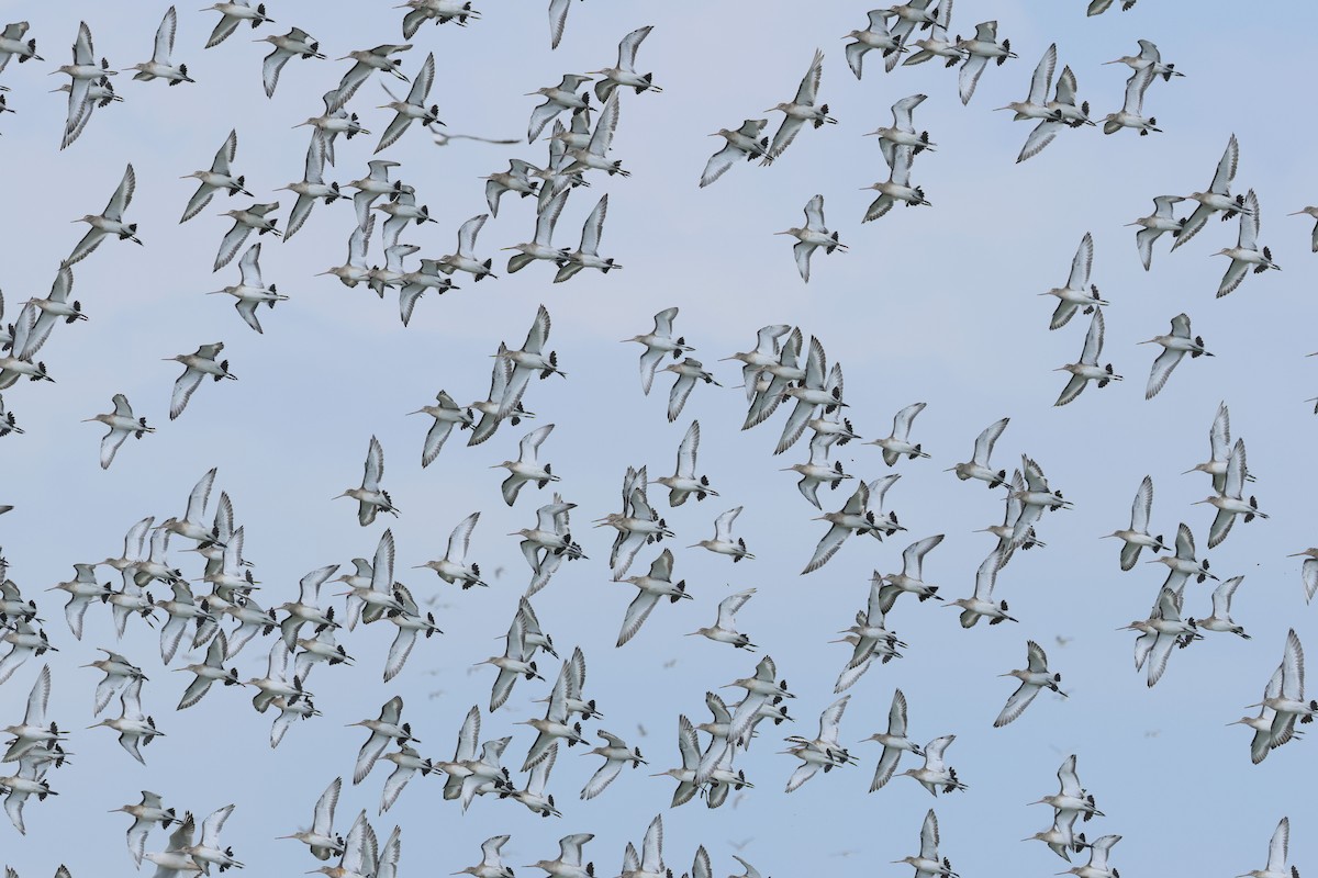 Black-tailed Godwit (European) - ML643177646