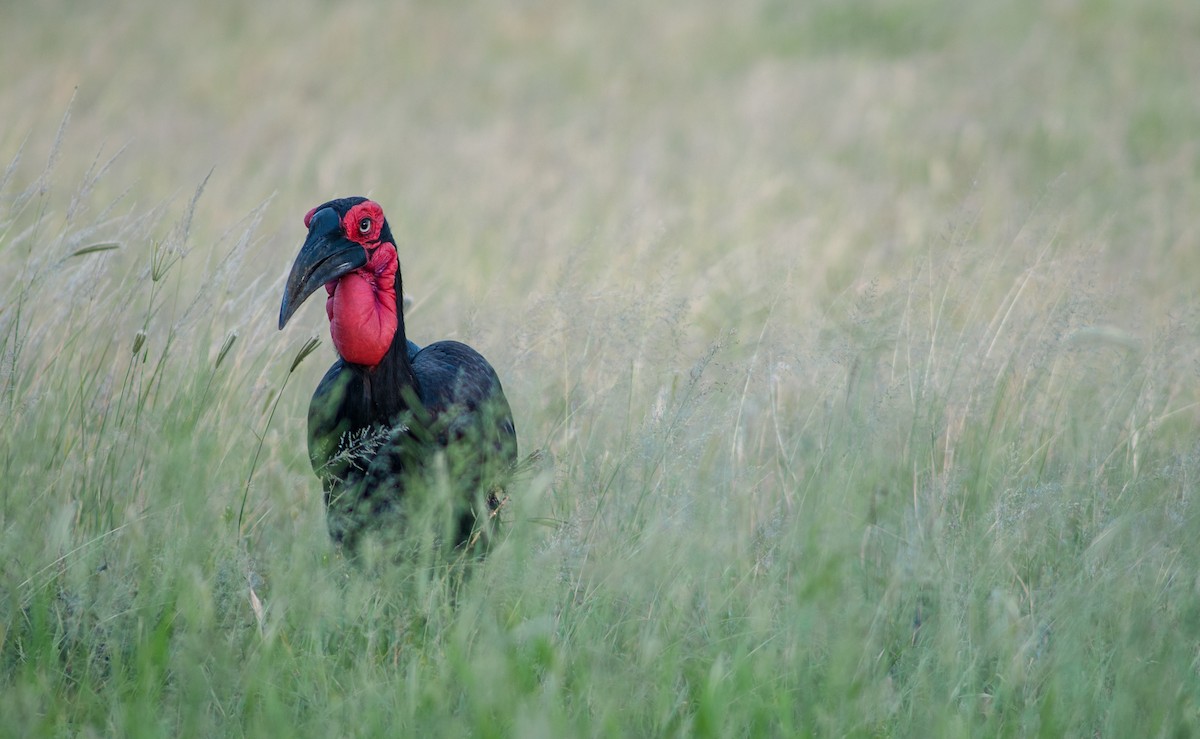Southern Ground-Hornbill - ML643177648