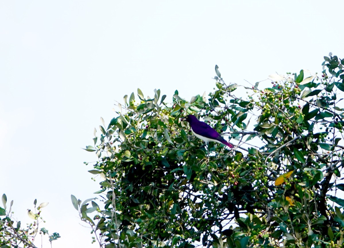 Violet-backed Starling - ML643177649
