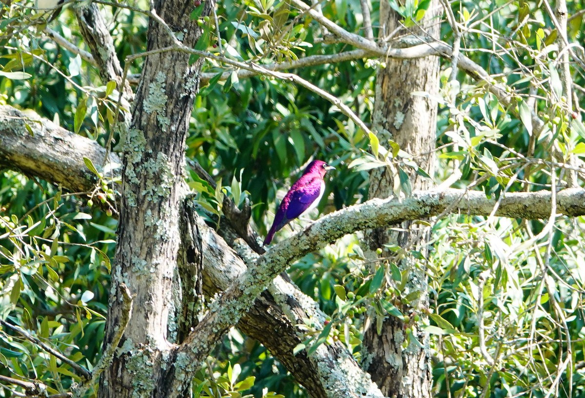 Violet-backed Starling - ML643177650