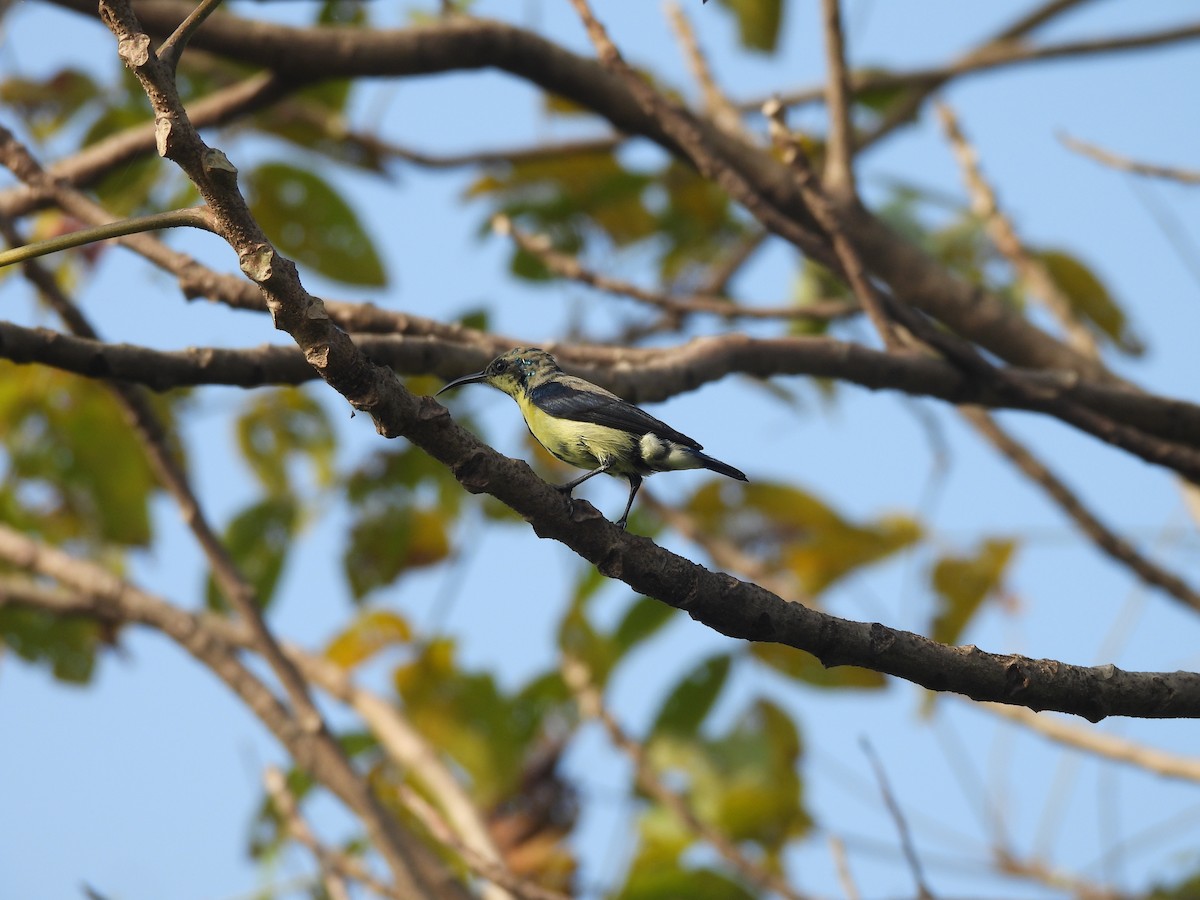 Purple Sunbird - ML643177651