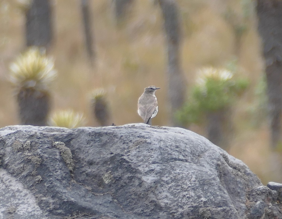 Plain-capped Ground-Tyrant - ML643177652