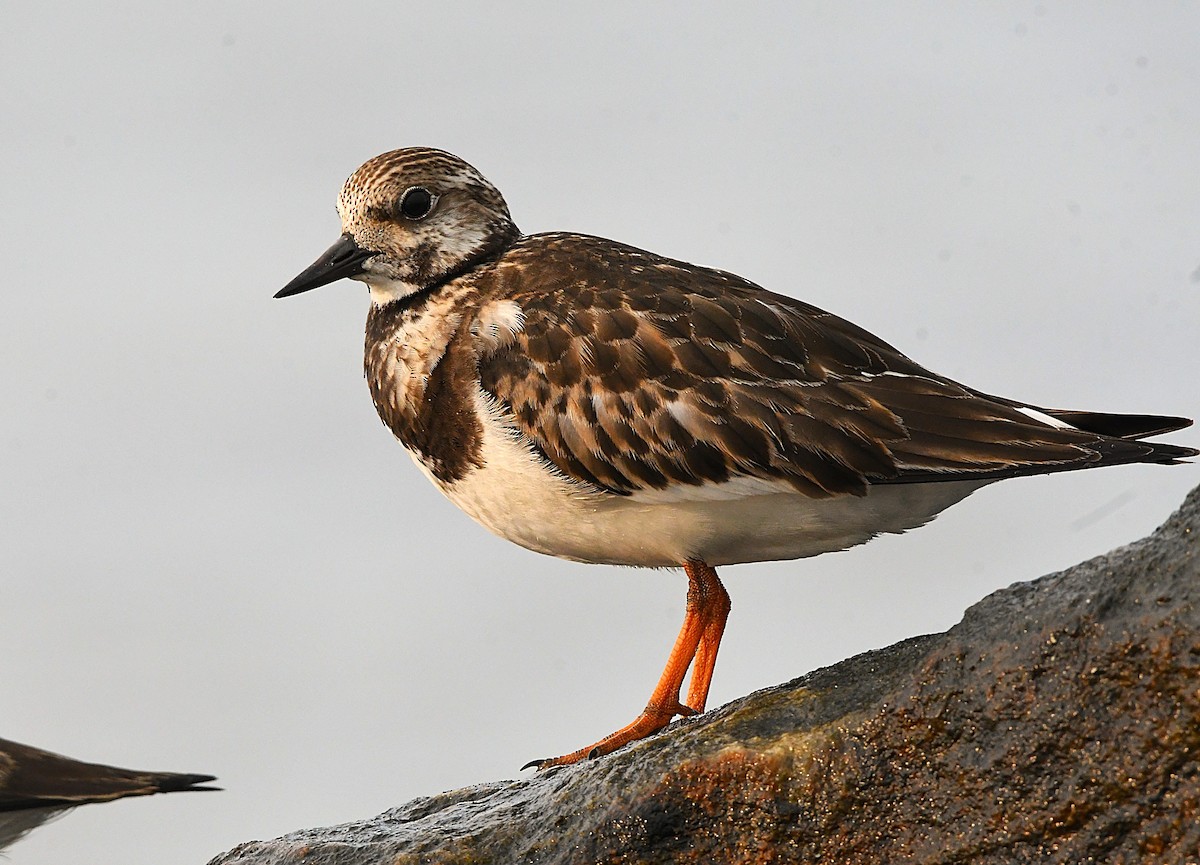 Ruddy Turnstone - ML643177653