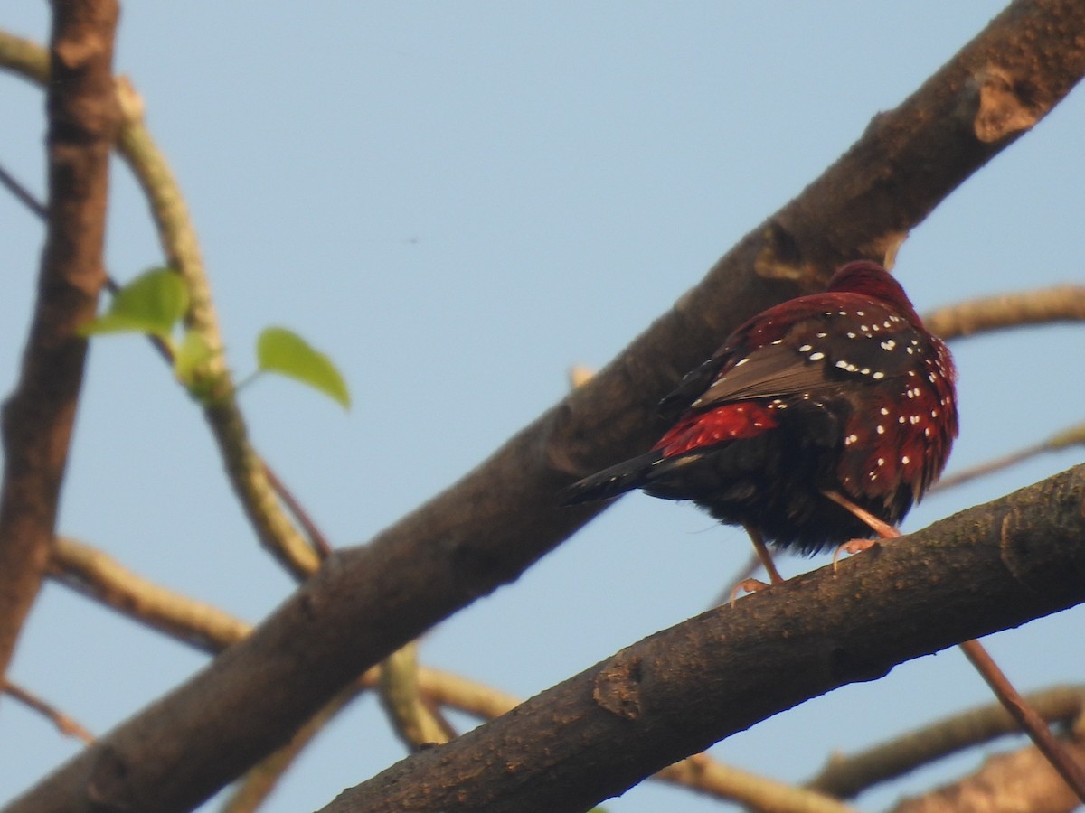 Red Avadavat - ML643177655