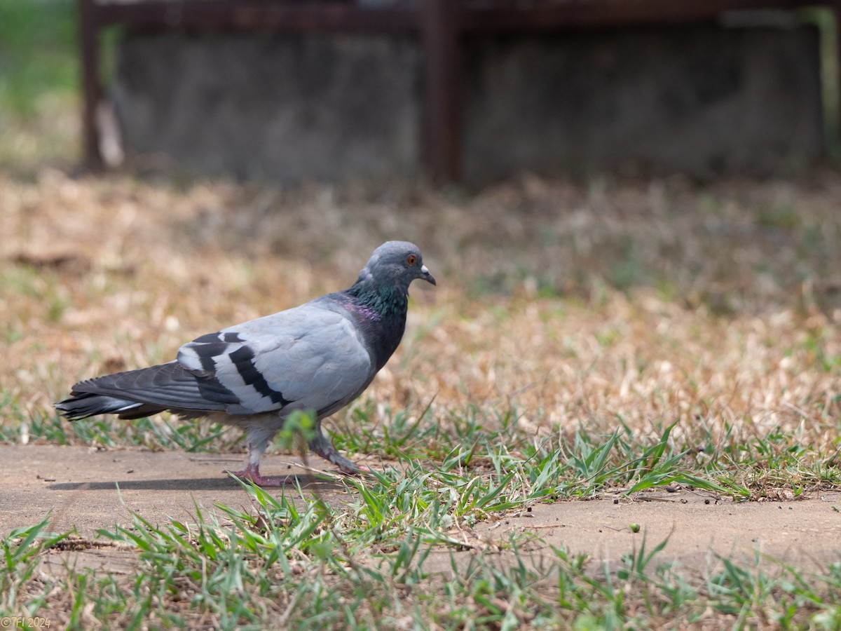 Rock Pigeon (Feral Pigeon) - ML643177658