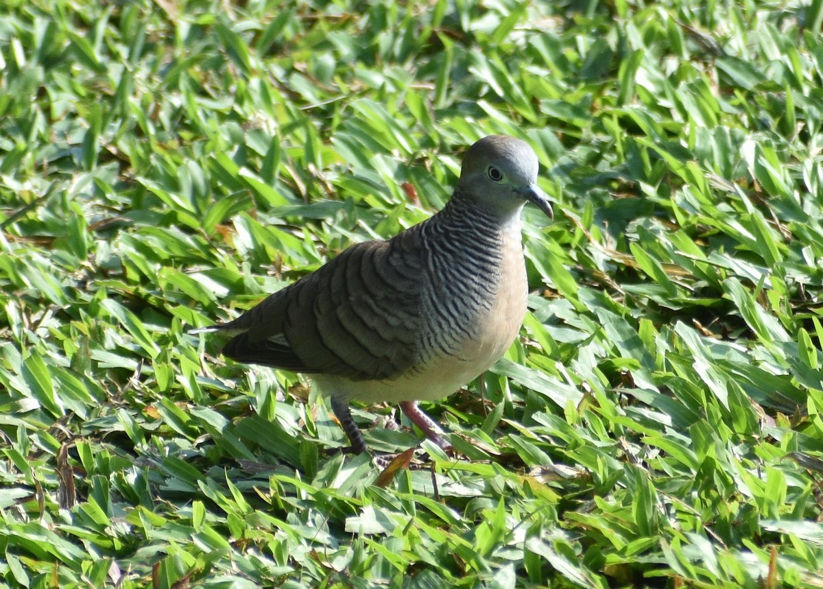 Zebra Dove - ML643177659