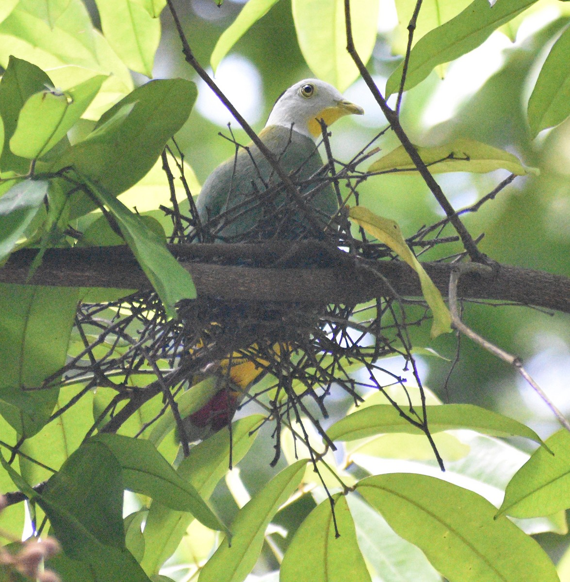 Black-naped Fruit-Dove - ML643177670