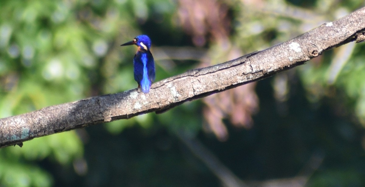 Blue-eared Kingfisher - ML643177672