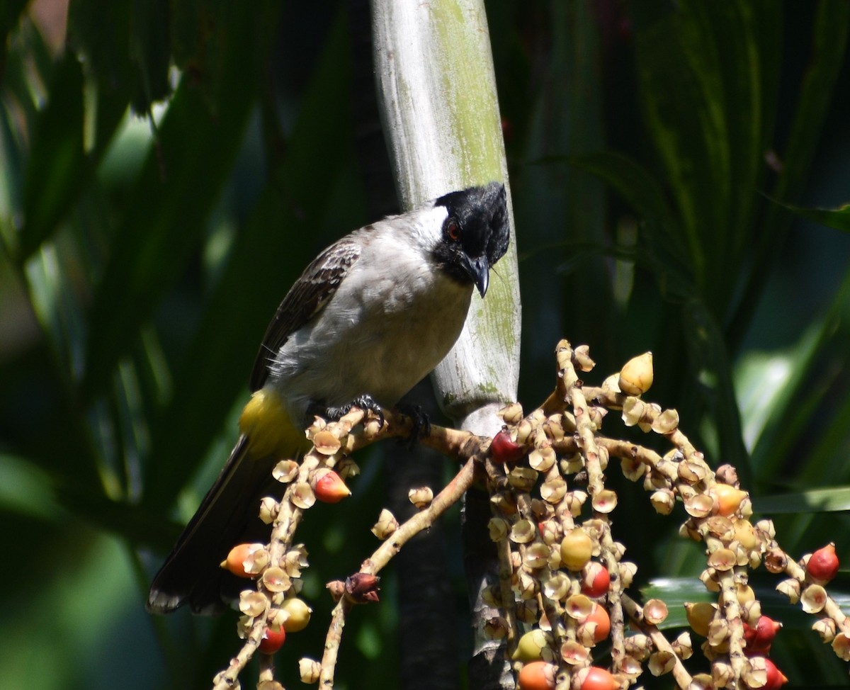 Yellow-vented Bulbul - ML643177674