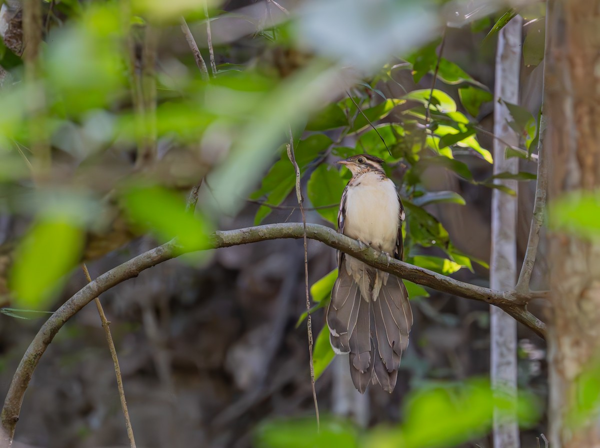 Pheasant Cuckoo - ML643177688