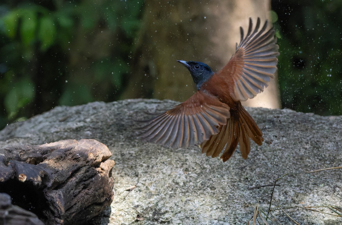 Amur/Blyth's Paradise-Flycatcher - ML643177700