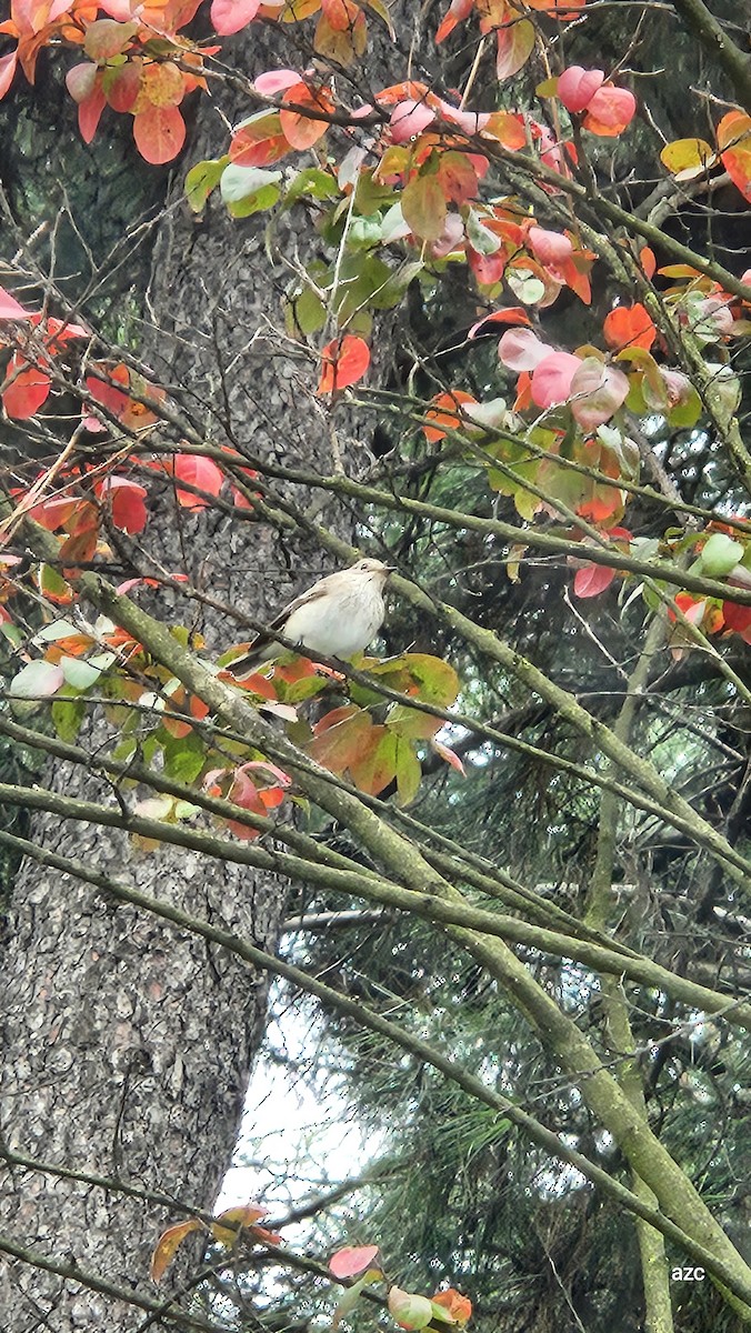 Spotted Flycatcher - ML643177702
