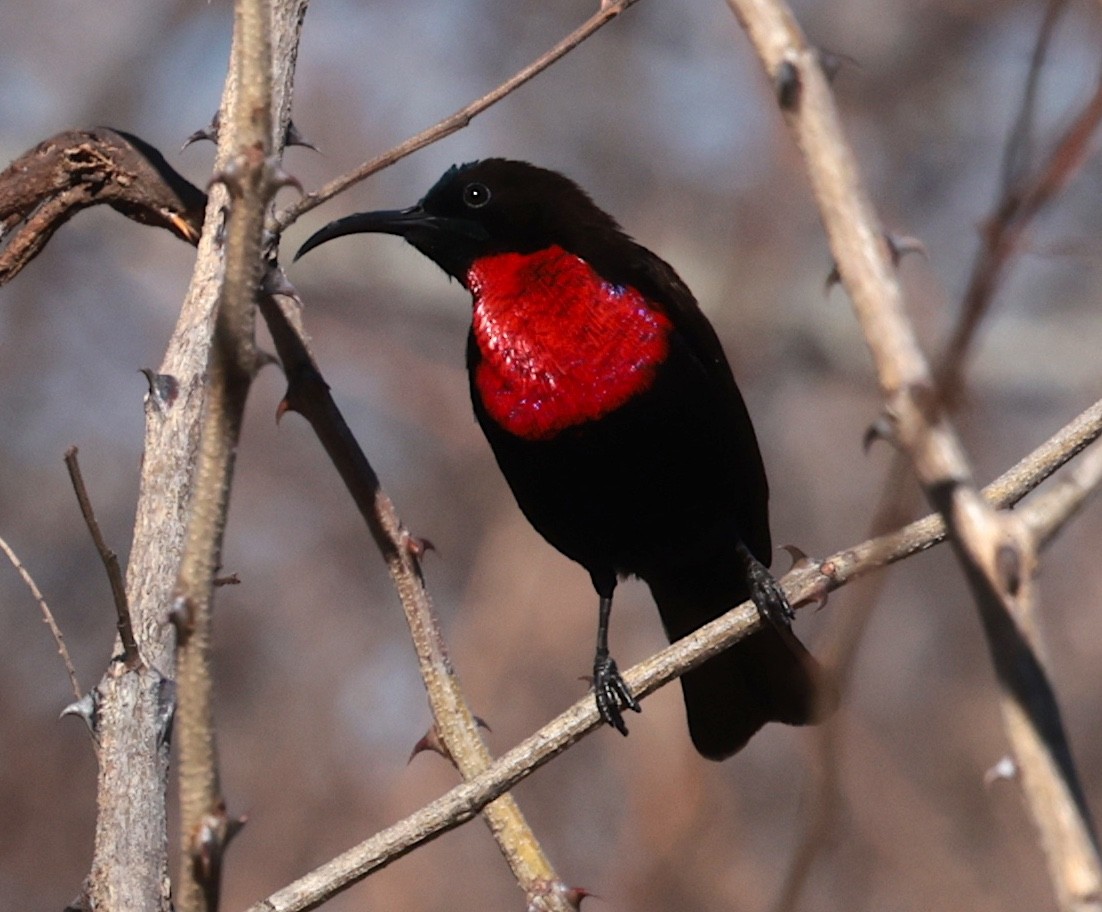 Scarlet-chested Sunbird - ML643177705