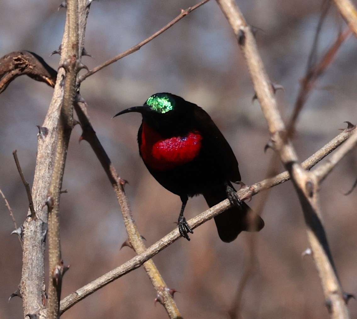 Scarlet-chested Sunbird - ML643177706