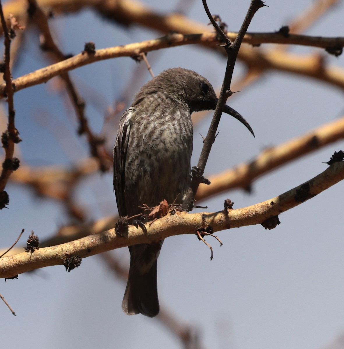 Scarlet-chested Sunbird - ML643177708